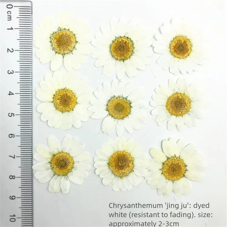 Dried Flower Bookmark - 100 Peças de Pétalas de Crisântemo