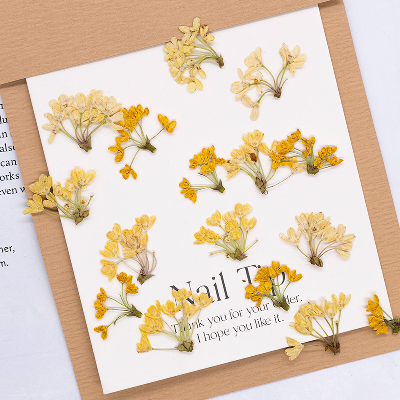 24 peças, Flores Naturais Pren - Dried Flower Bookmark avaliação e preço